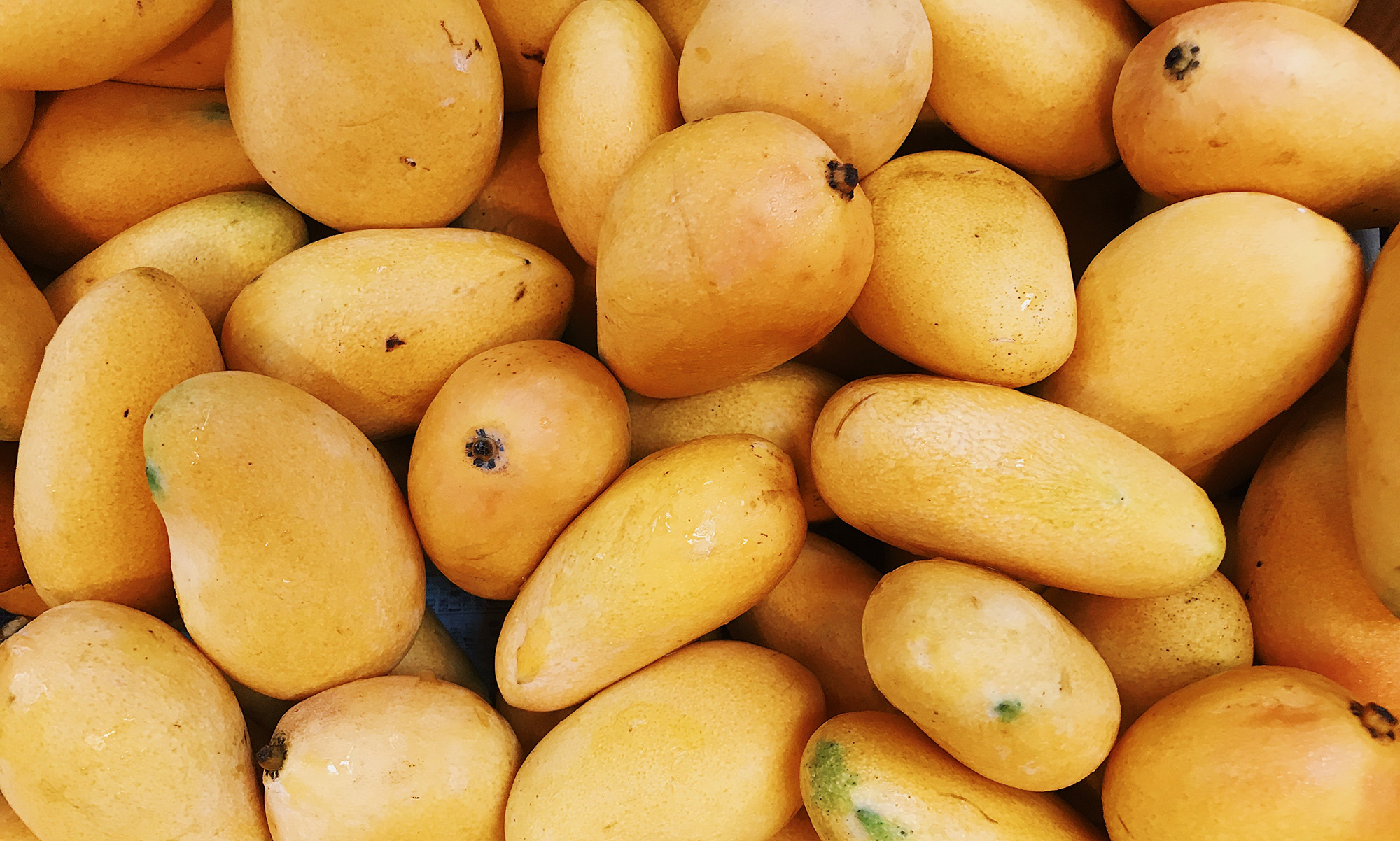 mango is healthy